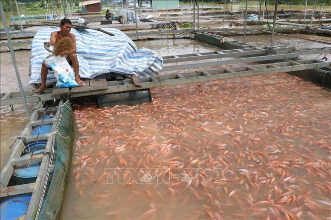 Trong ảnh: Lồng, bè cá của ông Hai On trên sông Cái Nhỏ, huyện Cao Lãnh. Ảnh : Nguyễn Văn Trí- TTXVN