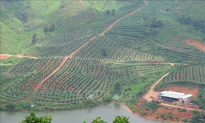 Trong ảnh: Trang trại nông nghiệp công nghệ cao chuẩn Global Gap của Công ty TNHH SX&CB Nông Lâm Sản Nghĩa Phát (xã Đăk Pxi, huyện Đăk Hà, tỉnh Kon Tum) với cây trồng chủ lực là mít thái. Ảnh: Dư Toán – TTXVN