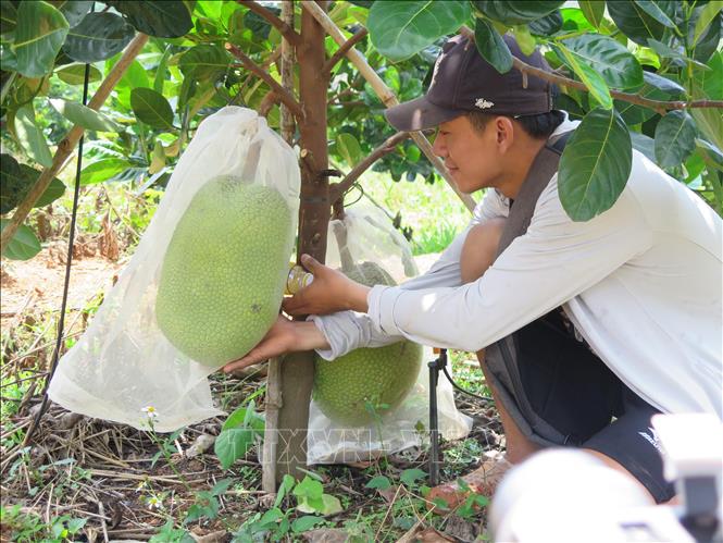 Trong ảnh: Trang trại nông nghiệp công nghệ cao chuẩn Global Gap của Công ty TNHH SX&CB Nông Lâm Sản Nghĩa Phát (xã Đăk Pxi, huyện Đăk Hà, tỉnh Kon Tum) với cây trồng chủ lực là mít thái. Ảnh: Dư Toán – TTXVN