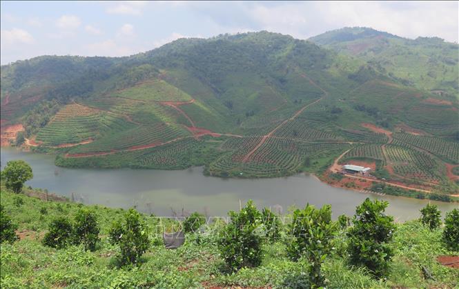 Trong ảnh: Trang trại nông nghiệp công nghệ cao chuẩn Global Gap của Công ty TNHH SX&CB Nông Lâm Sản Nghĩa Phát (xã Đăk Pxi, huyện Đăk Hà, tỉnh Kon Tum) với cây trồng chủ lực là mít thái. Ảnh: Dư Toán – TTXVN