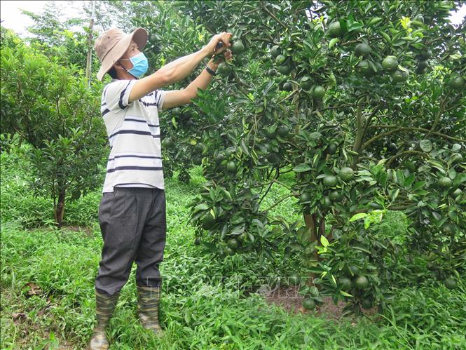 Trong ảnh: Vườn cam của người dân xã Ngọc Wang, huyện Đăk Hà, tỉnh Kon Tum. Ảnh: Dư Toán – TTXVN