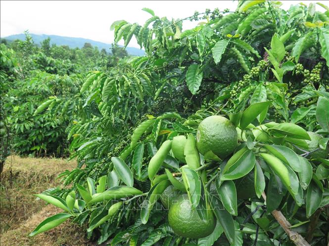 Trong ảnh: Mô hình trồng xen canh cây ăn quả (cam) trong vườn cà phê của người dân xã Ngọc Wang, huyện Đăk Hà, tỉnh Kon Tum. Ảnh: Dư Toán – TTXVN