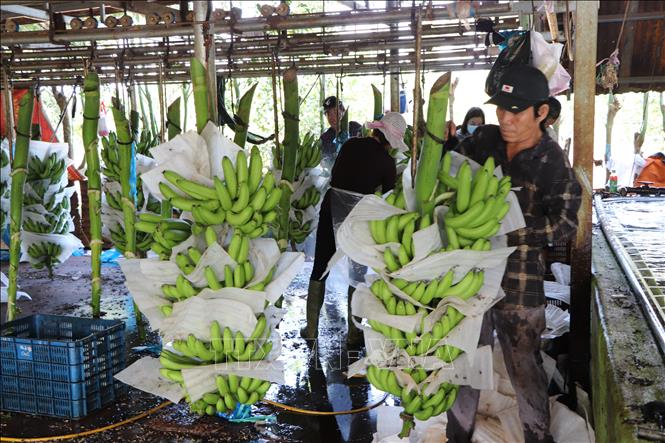 Trong ảnh: Công đoạn đóng gói chuối trước khi xuất bán ra thị trường. Ảnh: Nguyễn Văn Việt-TTXVN