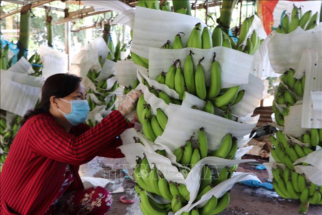 Trong ảnh: Công đoạn đóng gói chuối trước khi xuất bán ra thị trường. Ảnh: Nguyễn Văn Việt-TTXVN