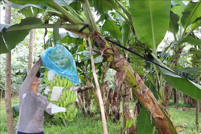 Trong ảnh: Nông dân Đồng Nai chăm sóc chuối tại vườn. Ảnh: Nguyễn Văn Việt-TTXVN