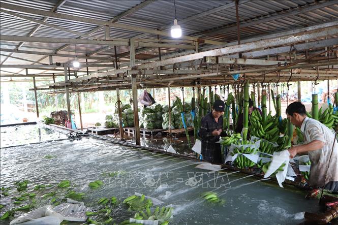 Trong ảnh: Công đoạn sơ chế, đóng gói chuối trước khi xuất bán ra thị trường. Ảnh: Nguyễn Văn Việt-TTXVN