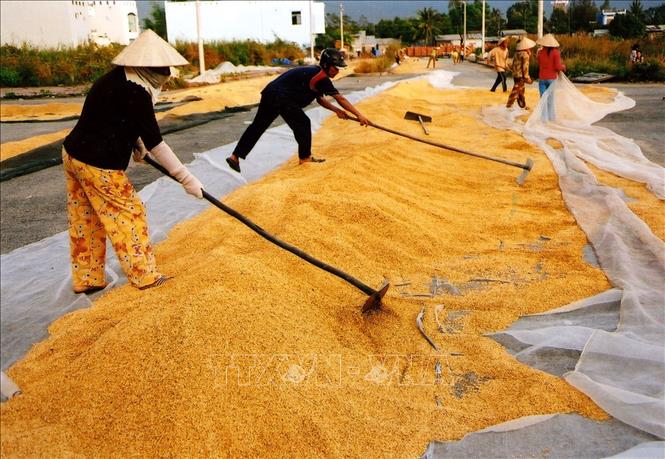 Trong ảnh: Hơn 30 năm đổi mới, từ chỗ là nước thiếu gạo, phải nhập khẩu, Việt Nam đã vươn lên trở thành nước xuất khẩu gạo hàng đầu thế giới. Ảnh: Trần Tuấn- TTXVN