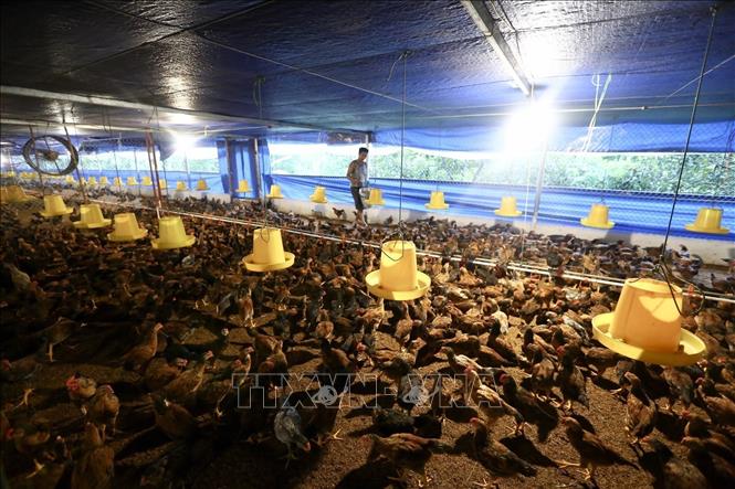 Gần 10 năm thực hiện, chương trình xây dựng nông thôn mới đem lại hiệu quả to lớn, toàn diện và có tính lịch sử. Kết cấu hạ tầng kinh tế-xã hội nông thôn đã có những thay đổi vượt bậc, ngày càng hiện đại, đồng bộ; đời sống văn hoá, tinh thần của người dân nông thôn được nâng cao. Ảnh: Minh Quyết – TTXVN
