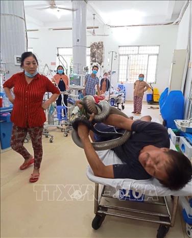 Trong ảnh: Anh Tâm vẫn giữ trong tay con rắn hổ mang khi được đưa đến cấp cứu tại bệnh viện. Ảnh: TTXVN phát