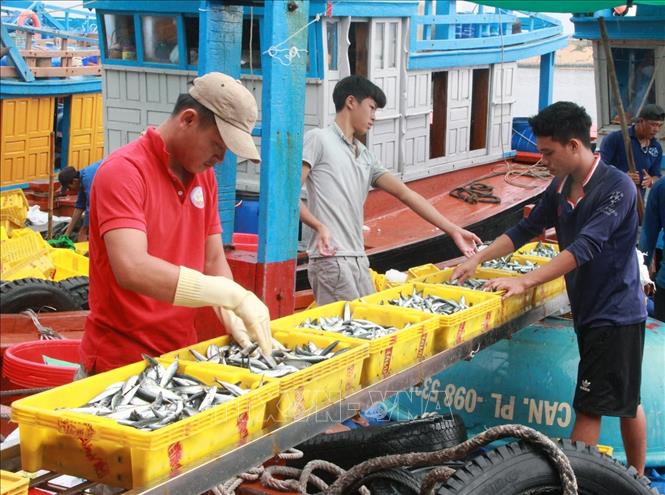 Trong ảnh: Ngư dân phân loại cá trước khi đưa lên bờ bán cho thương lái. Ảnh: Xuân Triệu - TTXVN