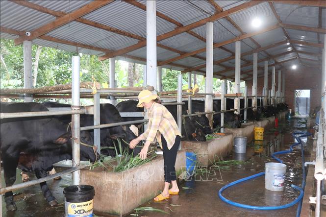 Trong ảnh: Ngày càng có nhiều hộ dân mạnh dạn đầu tư chăn nuôi, vỗ béo bò lai. Ảnh: Phạm Kha - TTXVN