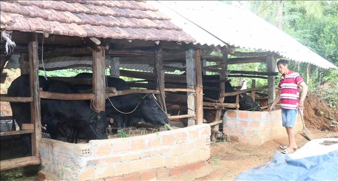 Trong ảnh: Anh Lê Văn Quang với đàn bò lai BBB đang được vỗ béo. Ảnh: Phạm Kha - TTXVN