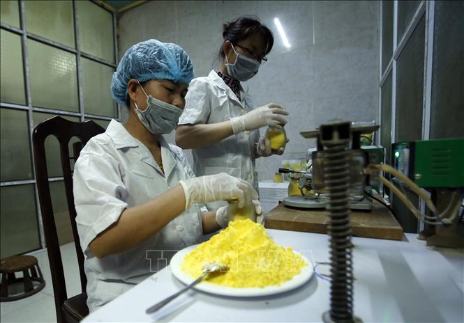 Trong ảnh: Nghề sản xuất tinh bột nghệ tại xã Chí Tân, huyện Khoái Châu, Hưng Yên thường xuyên tạo việc làm ổn định cho lao động địa phương. Ảnh: Phạm Kiên - TTXVN