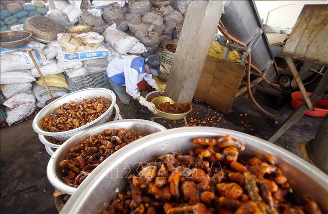 Trong ảnh: Cơ sở sản xuất tinh bột nghệ tại xã Chí Tân thường xuyên tạo việc làm ổn định cho lao động địa phương. Ảnh: Phạm Kiên - TTXVN