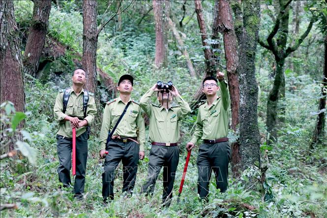 Trong ảnh: Cán bộ Ban Quản lý Khu bảo tồn thiên nhiên Mường La tuần tra kiểm soát bảo vệ rừng, bảo vệ các loài động, thực vật quý, hiếm. Ảnh: Quang Quyết-TTXVN