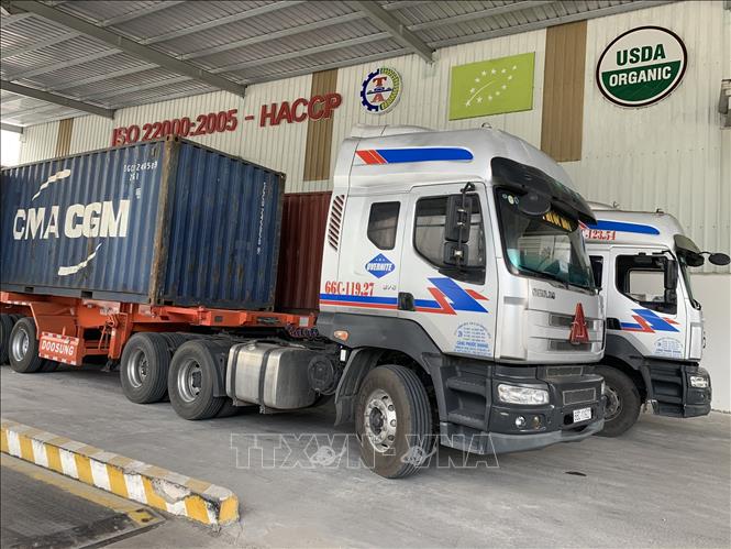 Trong ảnh: Xe container vào nhận hàng tại Công ty cổ phần Nông nghiệp Công nghệ cao Trung An. Ảnh: TTXVN phát