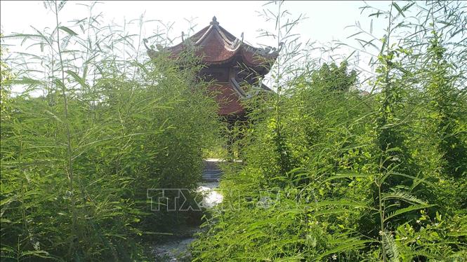 Trong ảnh: Vườn cây trang trí, cảnh quan của khu Văn Miếu cỏ dại mọc um tùm xâm lấn cả lối đi. Ảnh: Hoàng Hùng - TTXVN