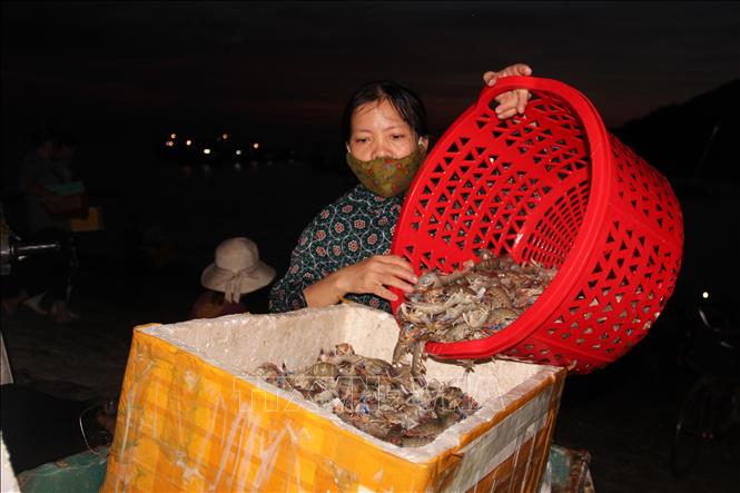 Trong ảnh: Những mớ tôm tít tươi sống được thương lái thu mua. Ảnh: Hoàng Ngà - TTXVN