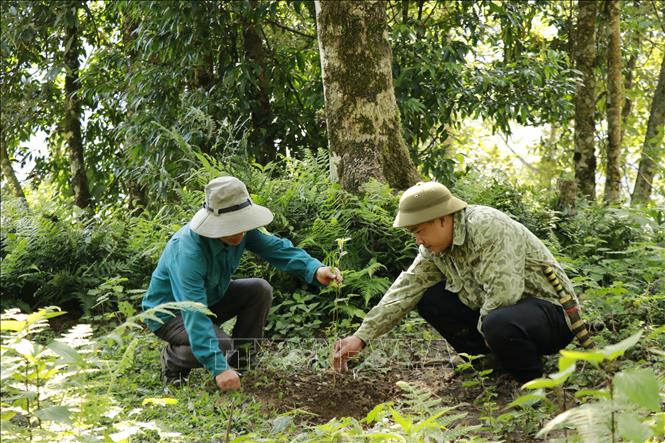 Trong ảnh: Cán bộ Ban quản lý rừng phòng hộ huyện Trạm Tấu, tỉnh Yên Bái kiểm tra các cây Sơn Tra mới được trồng. Ảnh: Việt Dũng - TTXVN