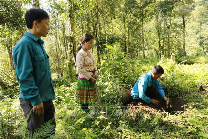 Trong ảnh: Hướng dẫn người dân kỹ thuật trồng Sơn Tra. Ảnh: Việt Dũng - TTXVN