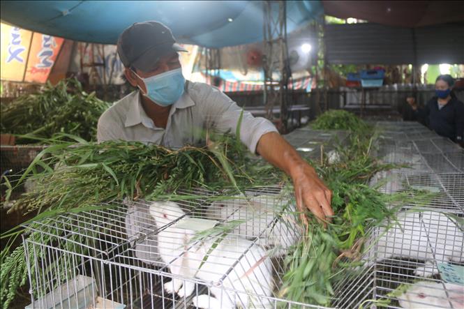 Trong ảnh: Anh Nguyễn Tấn Hưng rất thành công với mô hình nuôi thỏ thương phẩm. Ảnh: Hoàng Nhị - TTXVN