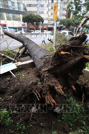 Trong ảnh: Cây cối bị bật gốc khi bão Maysak đổ bộ vào đảo Jeju, Hàn Quốc ngày 3/9/2020. Ảnh: Yonhap/TTXVN