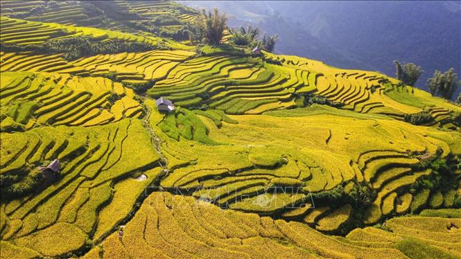 Trong ảnh: Thung lũng ruộng bậc thang ở A Lù, cũng là nơi không thể bỏ qua khi đi ngắm lúa trên Y Tý. Ảnh: Thành Đạt - TTXVN