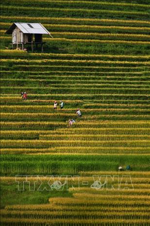 Trong ảnh: Cuối tháng 8, đầu tháng 9 là thời điểm lúa Y Tý ngả vàng và cũng là thời điểm người dân nơi đây vào mùa gặt. Ảnh: Thành Đạt - TTXVN