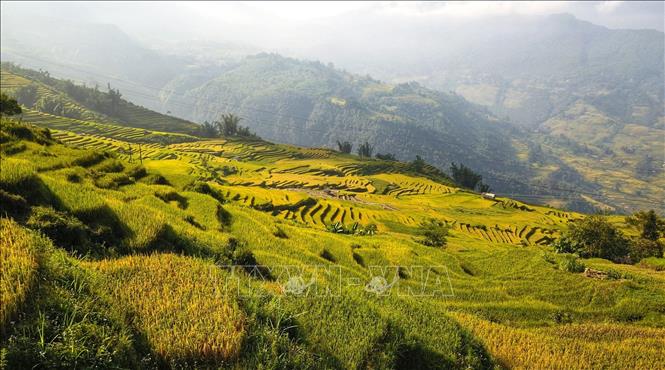 Trong ảnh: Thời điểm để ngắm mùa lúa chín Y Tý là vào hai tuần đầu tháng 9. Ảnh: Thành Đạt - TTXVN