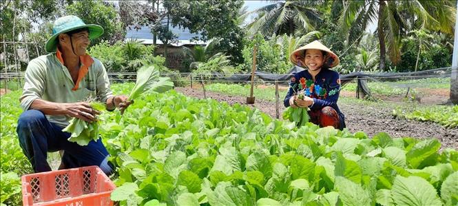 Trong ảnh: Nhiều nông dân người Khmer xã Vĩnh Phong thoát nghèo nhờ tận dụng đất trống quanh nhà trồng rau màu. Ảnh: Lê Sen - TTXVN