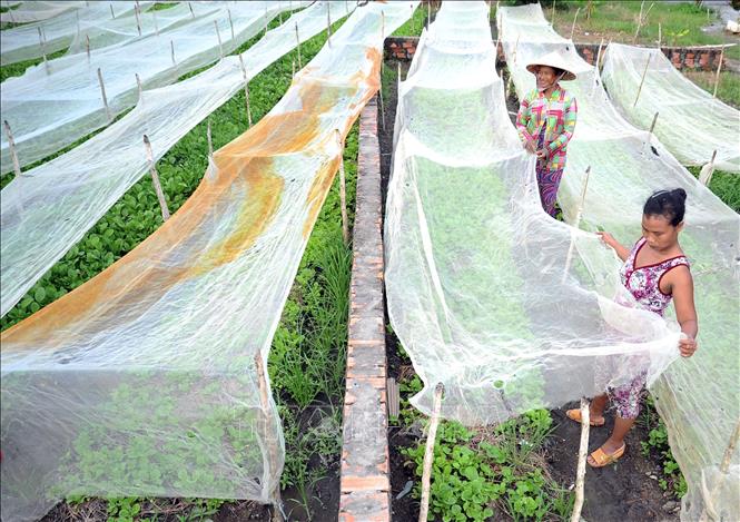 Trong ảnh: Nhiều nông dân người Khmer xã Vĩnh Phong thoát nghèo nhờ tận dụng đất trống quanh nhà trồng rau màu. Ảnh: Lê Sen - TTXVN