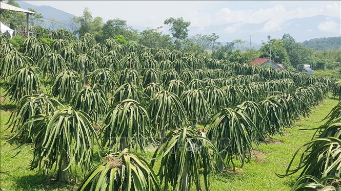 Trong ảnh: Vườn thanh long ruột đỏ của nông dân xã Vân Trục (Lập Thạch, Vĩnh Phúc). Ảnh: Nguyễn Trọng Lịch - TTXVN