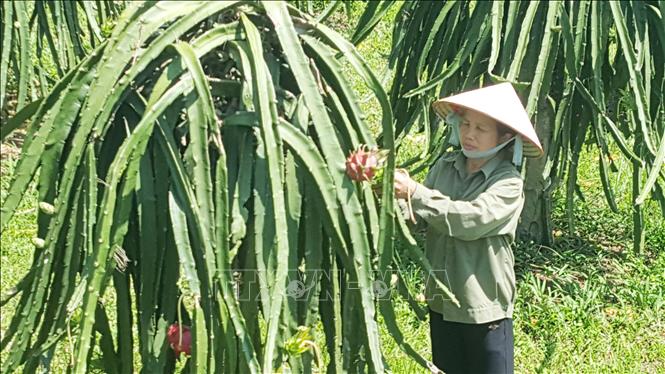 Trong ảnh: Nông dân xã Vân Trục (Lập Thạch, Vĩnh Phúc) chăm sóc vườn cây thanh long ruột đỏ. Ảnh: Nguyễn Trọng Lịch - TTXVN