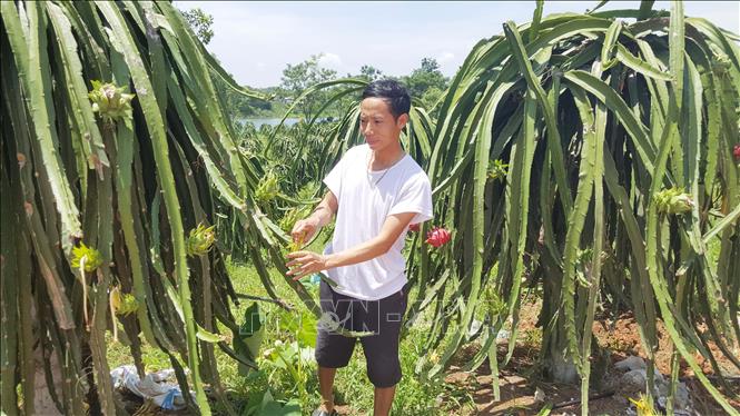Trong ảnh: Anh Nguyễn Trung Kiên ở thôn Đồng Núi, xã Vân Trục (Lập Thạch, Vĩnh Phúc) chăm sóc vườn cây thanh long ruột đỏ. Ảnh: Nguyễn Trọng Lịch - TTXVN
