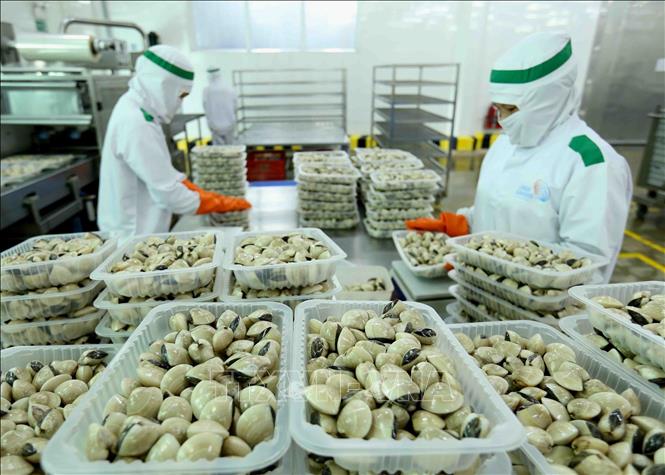 Kinh tế - thương mại là điểm sáng và cũng là trụ cột ưu tiên của quan hệ đối tác chiến lược Việt Nam - Anh. Các mặt hàng Việt Nam có lợi thế xuất khẩu sang Anh, bao gồm thủy, hải sản, gỗ và sản phẩm gỗ, hàng dệt may, giày dép, thiếc, máy vi tính, điện thoại và linh kiện điện tử. Trong ảnh: Chế biến ngao tại Công ty Lenger Việt Nam (Lenger Seafoods Vietnam) xuất khẩu sang EU, Anh, Nhật Bản, Mỹ, Hàn Quốc (14/10/2019). Ảnh: Vũ Sinh - TTXVN