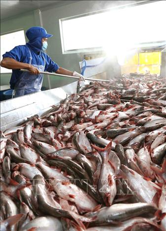 Kinh tế - thương mại là điểm sáng và cũng là trụ cột ưu tiên của quan hệ đối tác chiến lược Việt Nam - Anh. Các mặt hàng Việt Nam có lợi thế xuất khẩu sang Anh, bao gồm thủy, hải sản, gỗ và sản phẩm gỗ, hàng dệt may, giày dép, thiếc, máy vi tính, điện thoại và linh kiện điện tử. Trong ảnh: Sơ chế cá tra từ vùng nguyên liệu chuyển về trước khi đưa vào chế biến tại nhà máy của Công ty Cổ phần Đầu tư & Phát triển Đa Quốc gia (Tập đoàn Sao Mai). Ảnh: Vũ Sinh - TTXVN