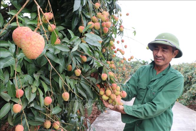 Trong ảnh: 13 vùng trồng vải ở Hải Dương với diện tích gần 132ha vải được cấp mã số đủ điều kiện xuất khẩu vải đi các thị trường Mỹ và châu Âu, trong đó có khoảng 10% sản lượng vải đi các thị trường khó tính như Anh, Pháp, Úc, Hàn Quốc và thậm chí đã xuất khẩu vải cấp đông sang thị trường Nhật. Ảnh: Mạnh Minh- TTXVN