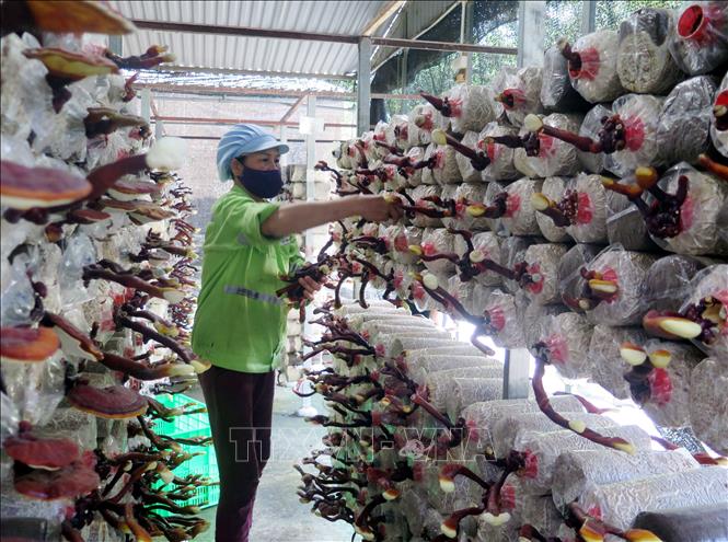 Trong ảnh: Thu hoạch nấm linh chi sừng hươu. Ảnh: Trần Trang - TTXVN