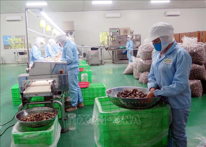 Trong ảnh: Phân loại và đóng gói sản phẩm nấm. Ảnh: Trần Trang - TTXVN