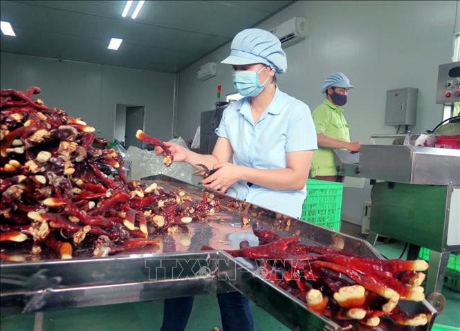 Trong ảnh: Chế biến nấm linh chi sừng hươu tại Công ty TNHH công nghệ sinh học Phú Gia. Ảnh: Trần Trang - TTXVN