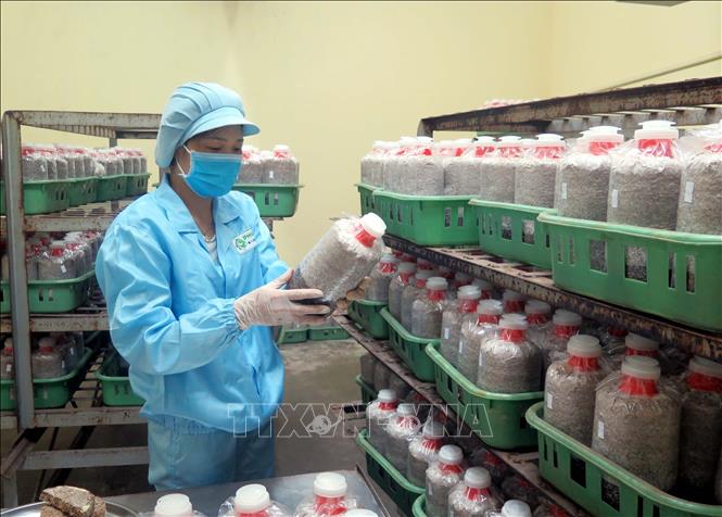 
Trong ảnh: Các loại nấm được nhân giống ngay tại Công ty TNHH công nghệ sinh học Phú Gia. Ảnh: Trần Trang - TTXVN
