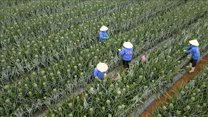 Trong ảnh: Bà con nông dân chăm sóc dứa để kịp ngày thu hoạch. Ảnh: Minh Đức - TTXVN