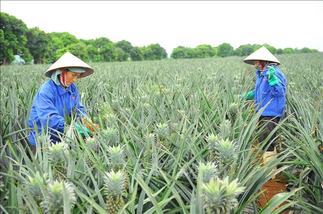 Trong ảnh: Bà con nông dân chăm sóc dứa để kịp ngày thu hoạch. Ảnh: Minh Đức - TTXVN