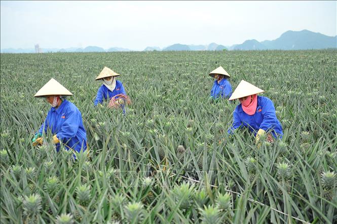 Trong ảnh: Bà con nông dân chăm sóc dứa để kịp ngày thu hoạch. Ảnh: Minh Đức - TTXVN