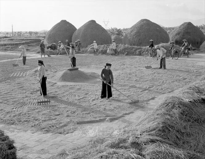 Trong ảnh: Bức ảnh nông dân tỉnh Vĩnh Phúc thực hiện thí điểm “khoán hộ” những năm 1963-1966, đem lại năng suất lao động ngày càng cao trong nông nghiệp, là cơ sở để sau này Đảng ta ra Chỉ thị 100-CT/TW và Nghị quyết 10-NQ/TW về đổi mới quản lý kinh tế nông nghiệp (còn gọi là “Khoán 10”), là hình ảnh tiêu biểu về đổi mới trong sản xuất nông nghiệp trong kháng chiến chống Mỹ, cứu nước và xây dựng CHXH ở miền Bắc. Ảnh: Phạm Tuệ - TTXVN