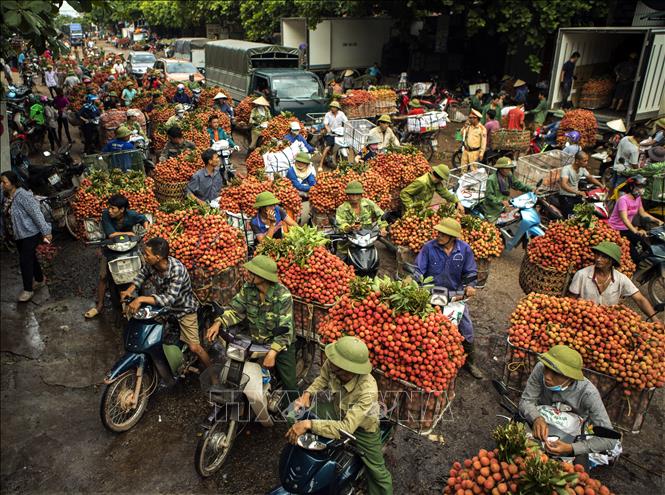 Bức ảnh thu mua vải thiều ở Lục Ngạn (Bắc Giang) là hình ảnh tiêu biểu cho thành tựu, hiệu quả của việc chuyển đổi cơ cấu cây trồng, phát triển các vùng cây ăn quả đặc sản ở các vùng miền, nâng cao thu nhập cho người dân, giá trị sản xuất của địa phương và tăng cường xuất khẩu. Ảnh: Trọng Đạt - TTXVN