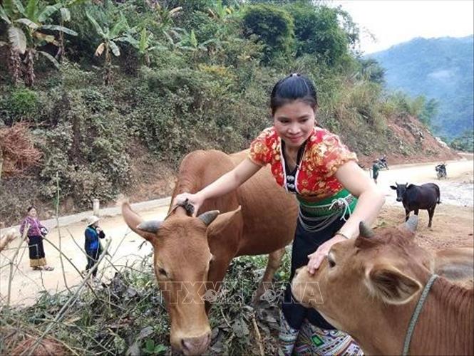 Trong ảnh: Chị Vi Thị Mồn, thành viên tổ hợp tác chăn nuôi bò sinh sản bản Chai, xã Mường Chanh chăm sóc đàn bò của gia đình. Ảnh: Hoa Mai - TTXVN