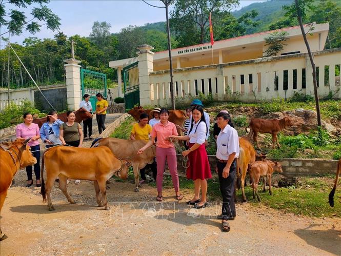 Trong ảnh: Các cấp hội phụ nữ huyện Mường Lát mua bê giống trao tặng cho các hộ nghèo tại bản Na Hin. Ảnh: Hoa Mai - TTXVN
