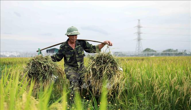 Trong ảnh: Nông dân xã Yên Bình, huyện Vĩnh Tường, Vĩnh Phúc thu hoạch lúa Mùa 2020. Ảnh: Hoàng Hùng - TTXVN