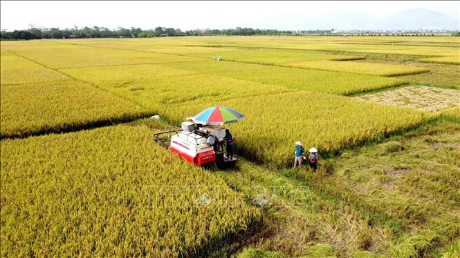 Trong ảnh: Cánh đồng lúa thôn Yên Bình huyện Vĩnh Tường, Vĩnh Phúc vào vụ gặt. Ảnh: Hoàng Hùng - TTXVN